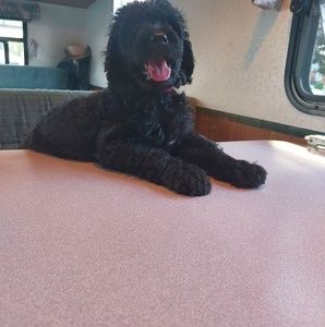 Meet your Posher, Harold